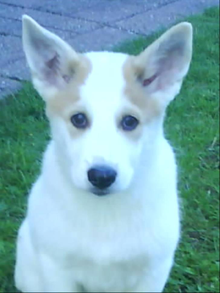 Canaanhund Ian<3 altid elsket... - Ian som hvalp :P billede 2