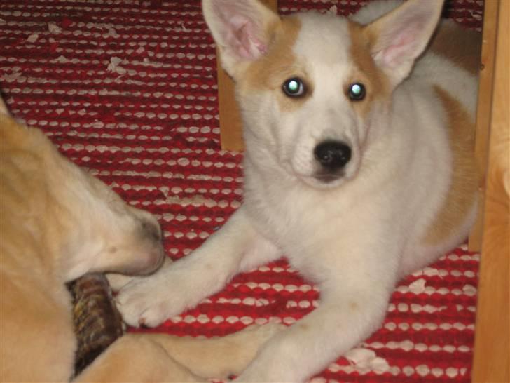 Canaanhund Ian<3 altid elsket... - Ian - den dag han skulle med hjem fra Sverige . ;O billede 3