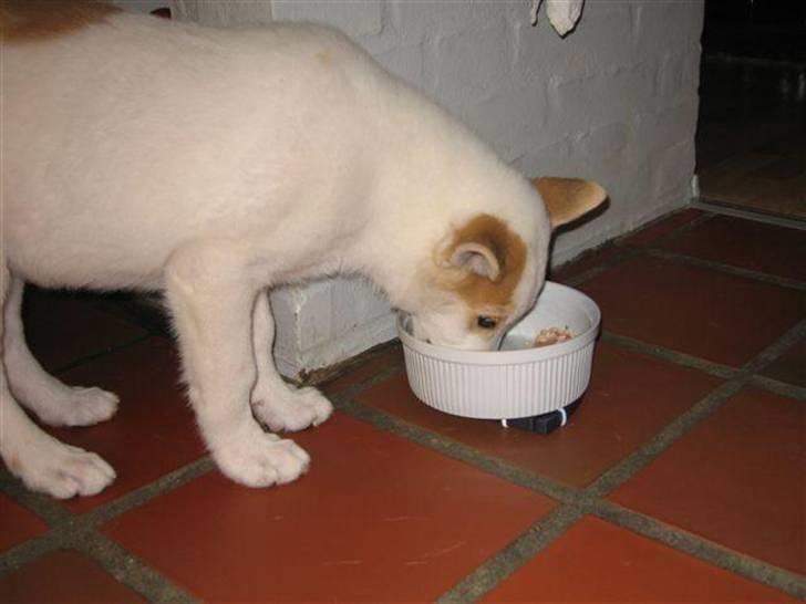 Canaanhund Ian<3 altid elsket... - Første måltid i DK. billede 4