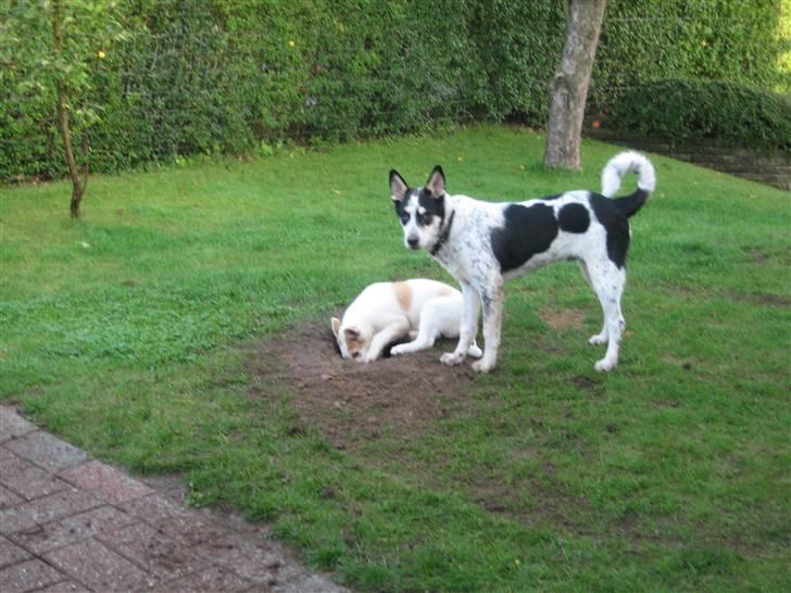 Canaanhund Ian<3 altid elsket... - Ian lærer Adams (ulykker) hvordan græsplænen skal ordnes, billede 5