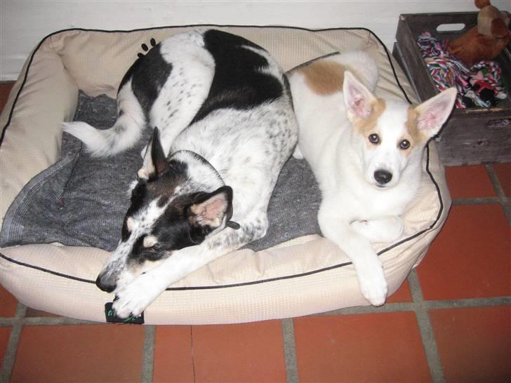 Canaanhund Ian<3 altid elsket... - Adams & Bette Ian <3 billede 6