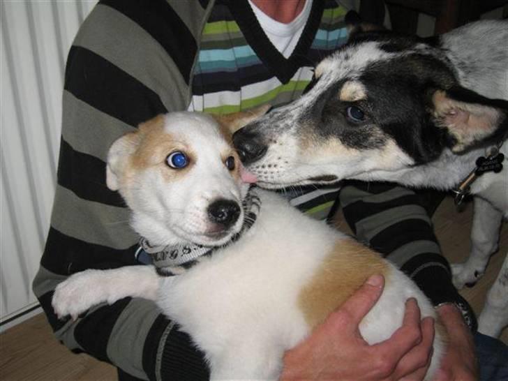 Canaanhund Ian<3 altid elsket... - Ankommet efter laaaaang tur fra Sverige. billede 7