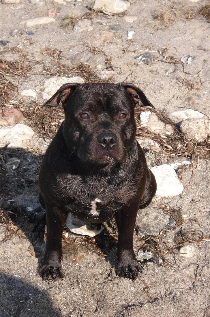 Staffordshire bull terrier Eddie - 10 md. :) billede 12
