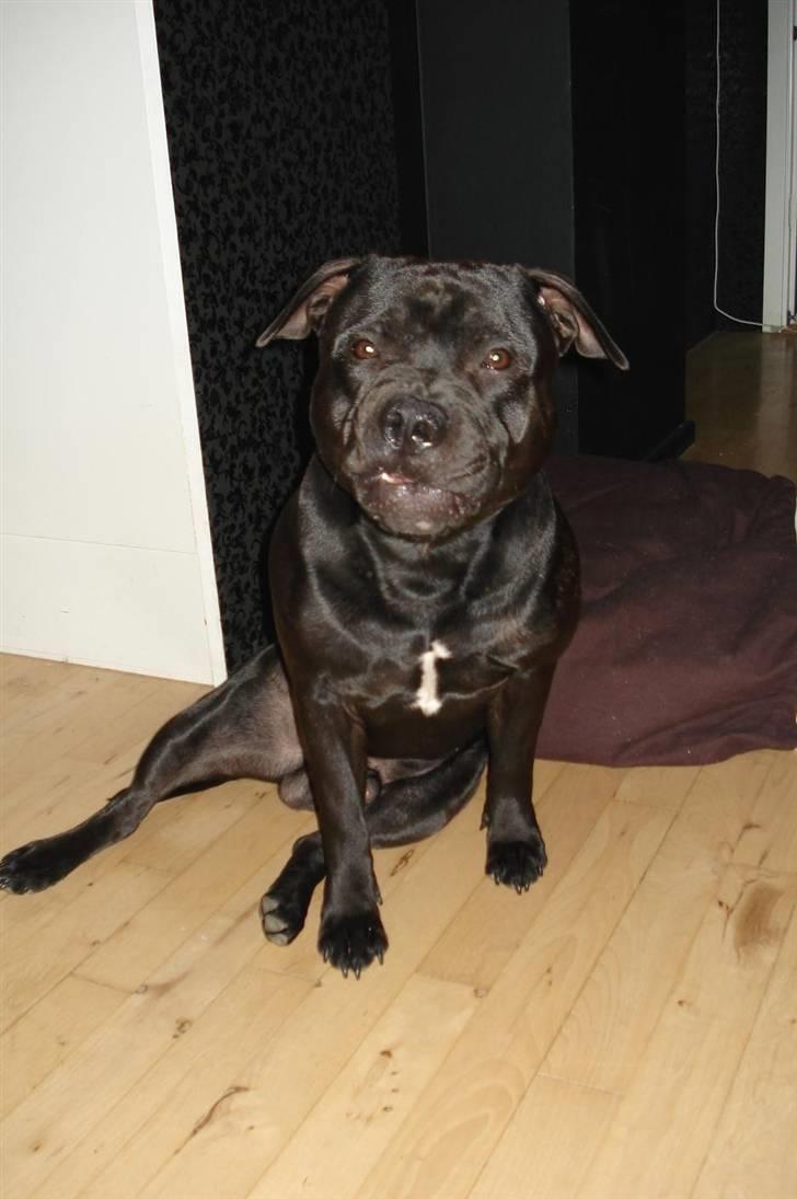 Staffordshire bull terrier Eddie - 11.5 md :) billede 13