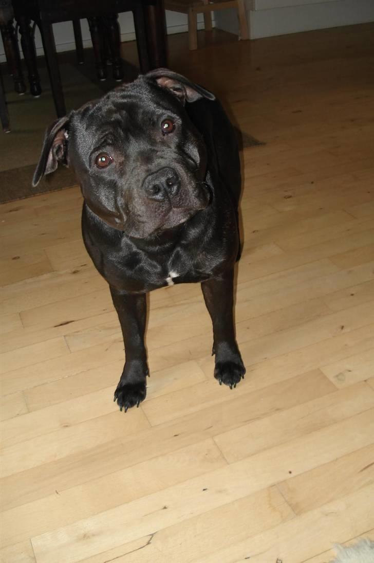 Staffordshire bull terrier Eddie - 11.5 md. :) billede 14