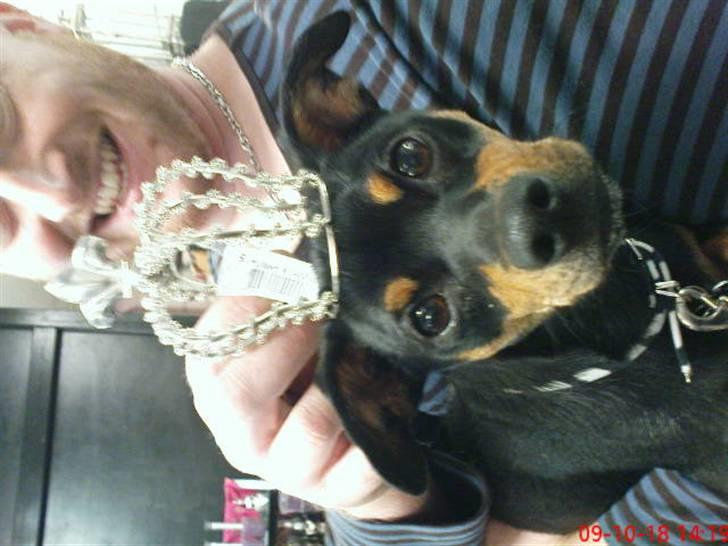 Dvaergpinscher Malou - PrinSeSSe.. billede 14