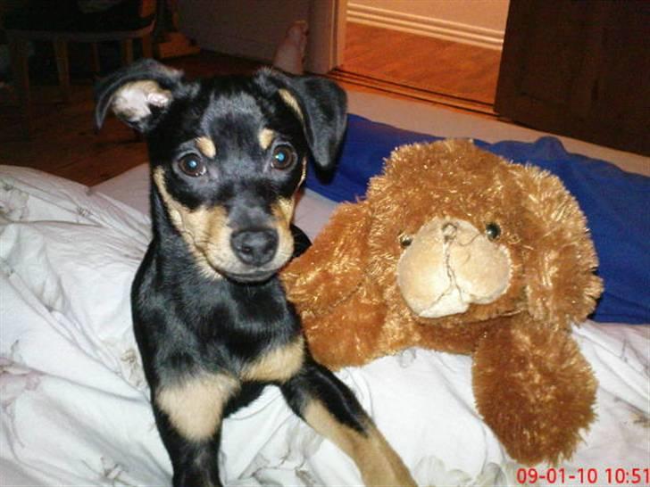 Dvaergpinscher Malou - Mig & Min Bamse Ven.. billede 15