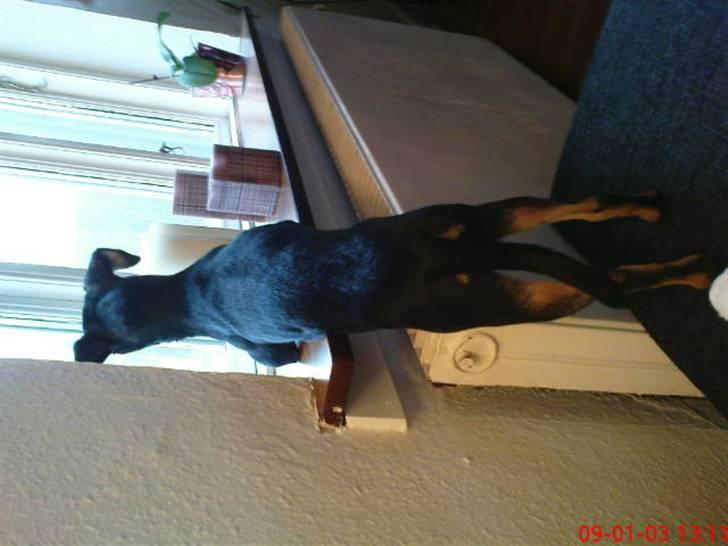 Dvaergpinscher Malou - Jeg kan se noget.. billede 16