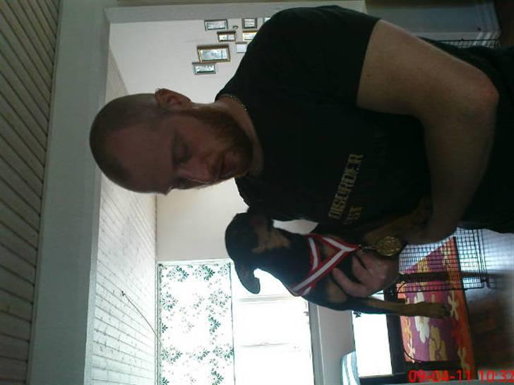 Dvaergpinscher Malou - GULD.. billede 17