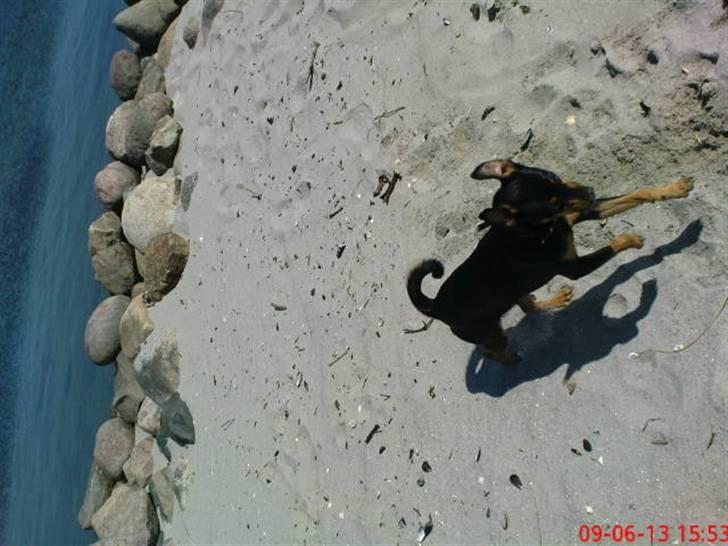 Dvaergpinscher Malou - Dejlig at være på stranden.. billede 18