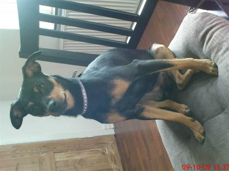 Dvaergpinscher Malou - SID pænt.. billede 19