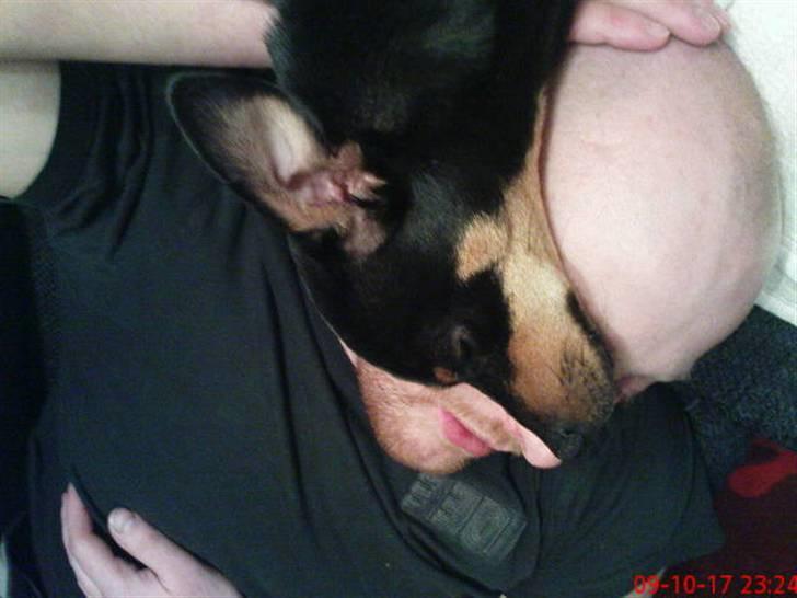 Dvaergpinscher Malou - Fars hoved er så godt at ligge på.. billede 20