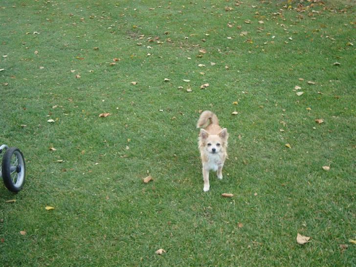 Chihuahua Gucci <3 billede 11