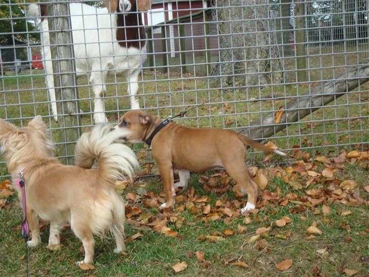 Chihuahua Gucci <3 billede 12