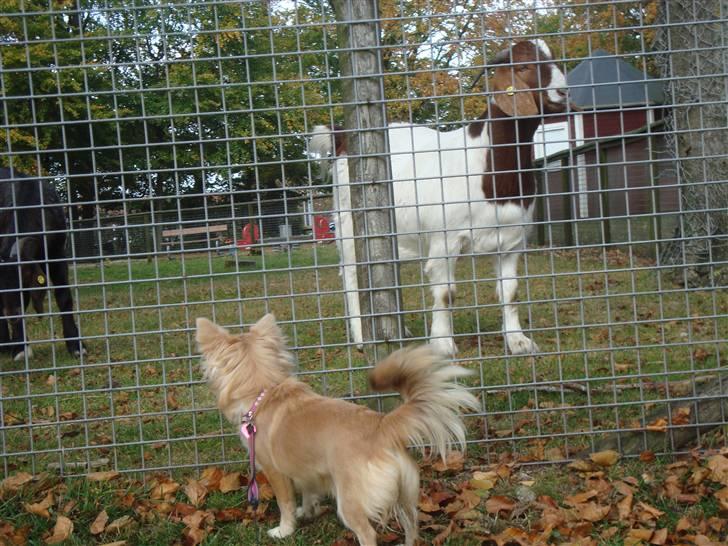 Chihuahua Gucci <3 billede 13