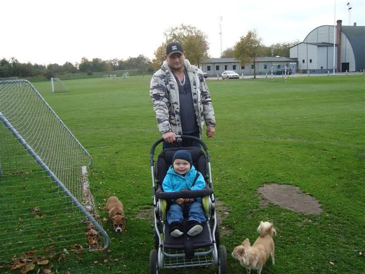 Chihuahua Gucci <3 billede 14