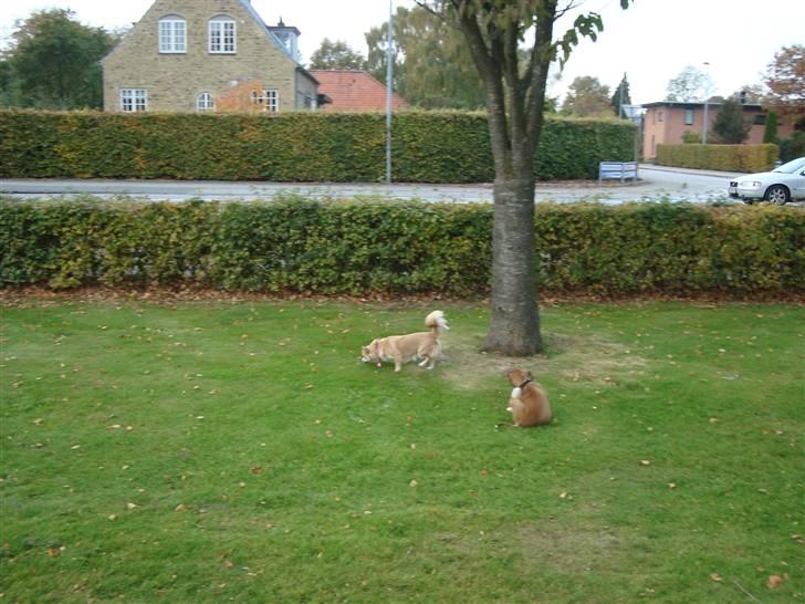 Chihuahua Gucci <3 billede 15