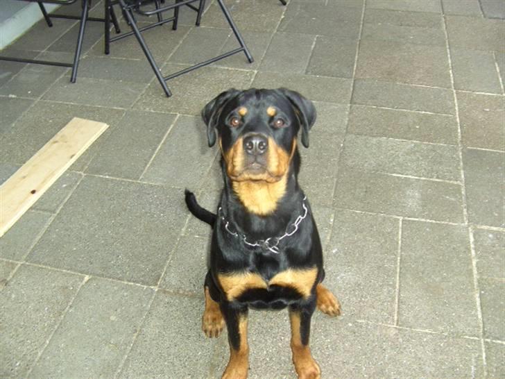Rottweiler BusteR billede 6