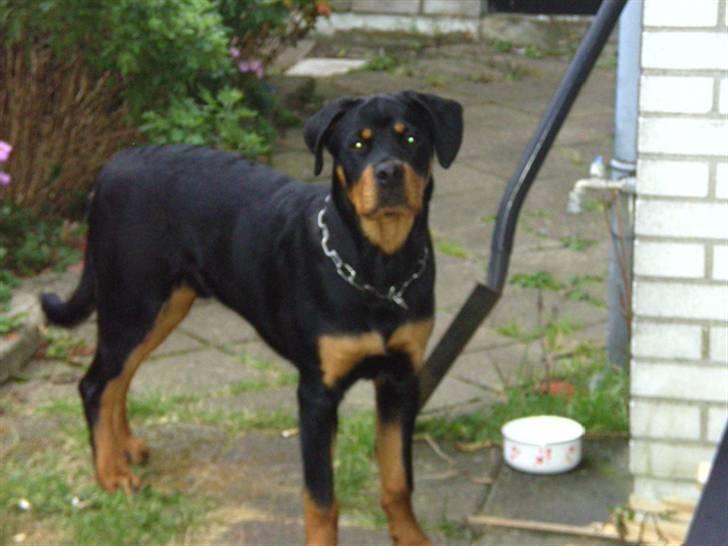 Rottweiler BusteR billede 7