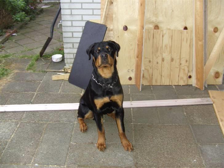 Rottweiler BusteR billede 8