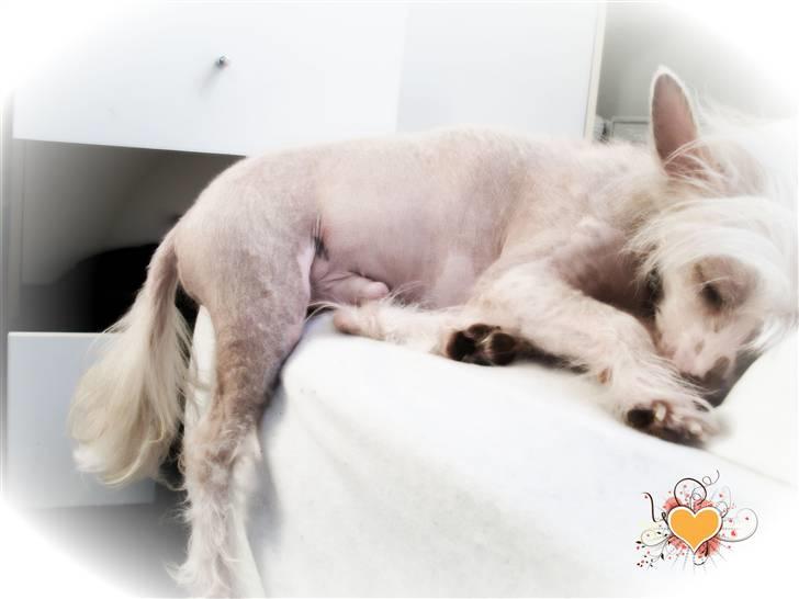 Chinese crested hårløs Al Pacino  - Tiiino <3 billede 1