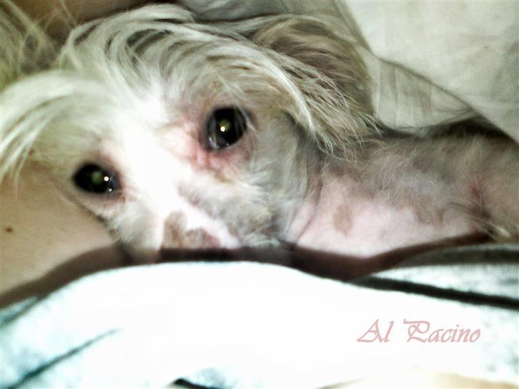 Chinese crested hårløs Al Pacino  - Ligger duh godt ? (; billede 2