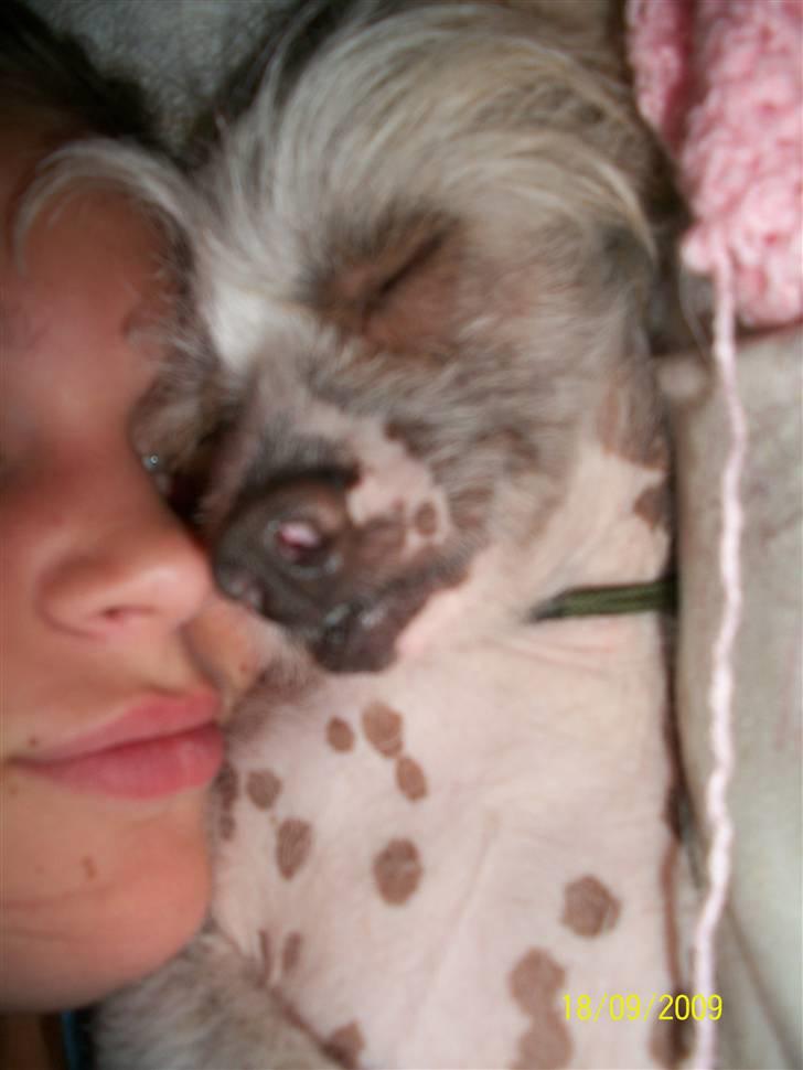 Chinese crested hårløs Al Pacino  - arrgghh... se lige mig ;s men sys stadig det er et godt billede <3<3 billede 3
