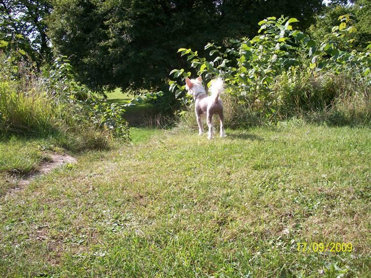 Chinese crested hårløs Al Pacino  - .. billede 4