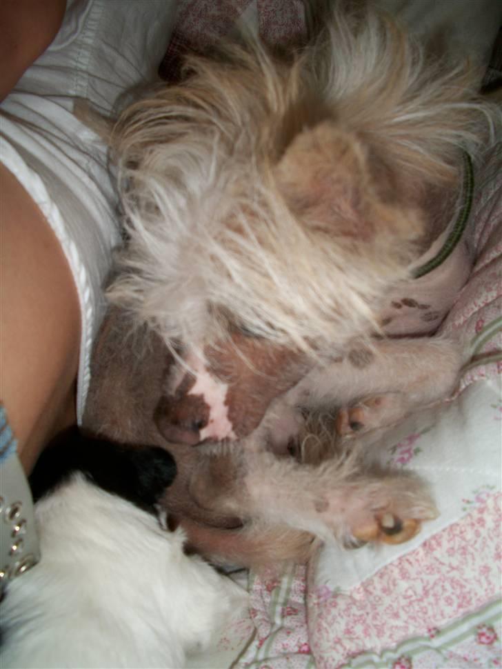 Chinese crested hårløs Al Pacino  - Godavs <3 billede 5