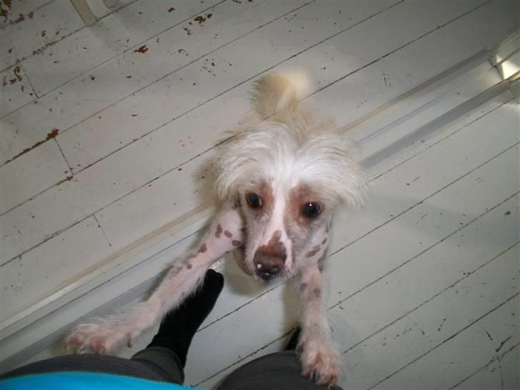 Chinese crested hårløs Al Pacino  - Tino: nu når jeg er såååå sød, må jeg så ik få en lille godbid? ihihihim ! :) billede 6