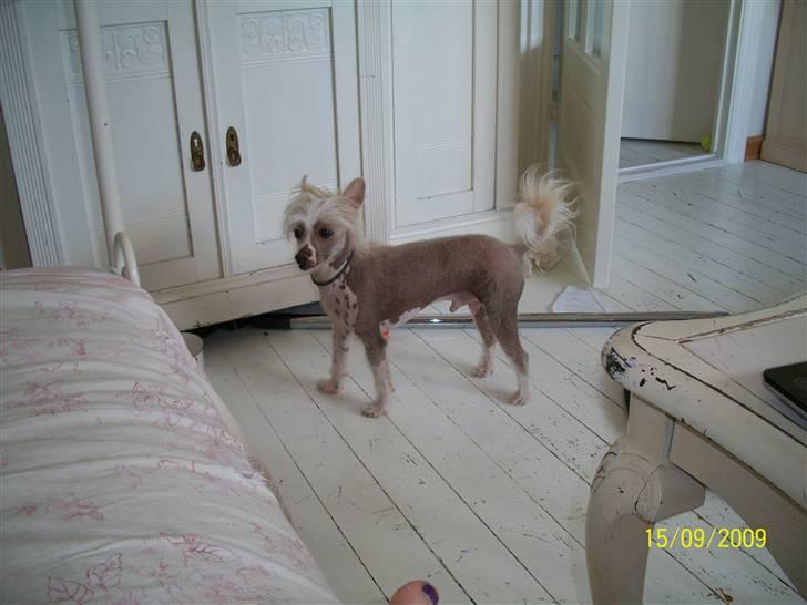 Chinese crested hårløs Al Pacino  - <3 billede 7