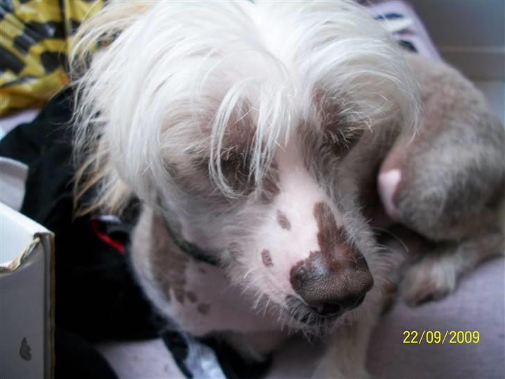Chinese crested hårløs Al Pacino  - :´) heeh <3 billede 8