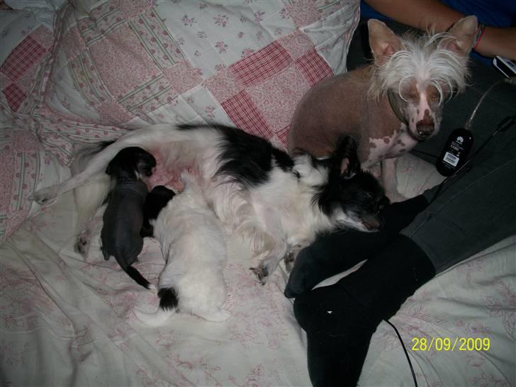 Chinese crested hårløs Al Pacino  - Stooor familie! :D billede 9