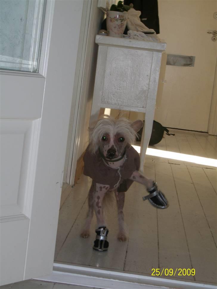 Chinese crested hårløs Al Pacino  - tino med sko på ! :D det er kun nogle vi har for sjov, og han har haft dem på 1 eller 2 gange i 5 min :) billede 10