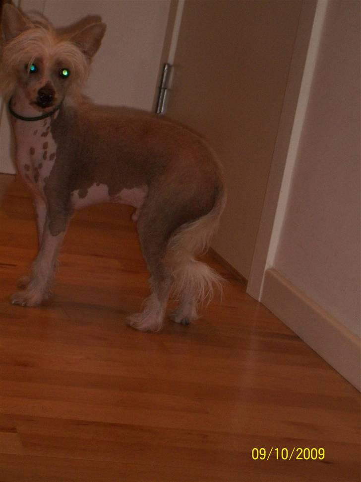 Chinese crested hårløs Al Pacino  - Tinoo <3<3<3<3 :´) billede 11
