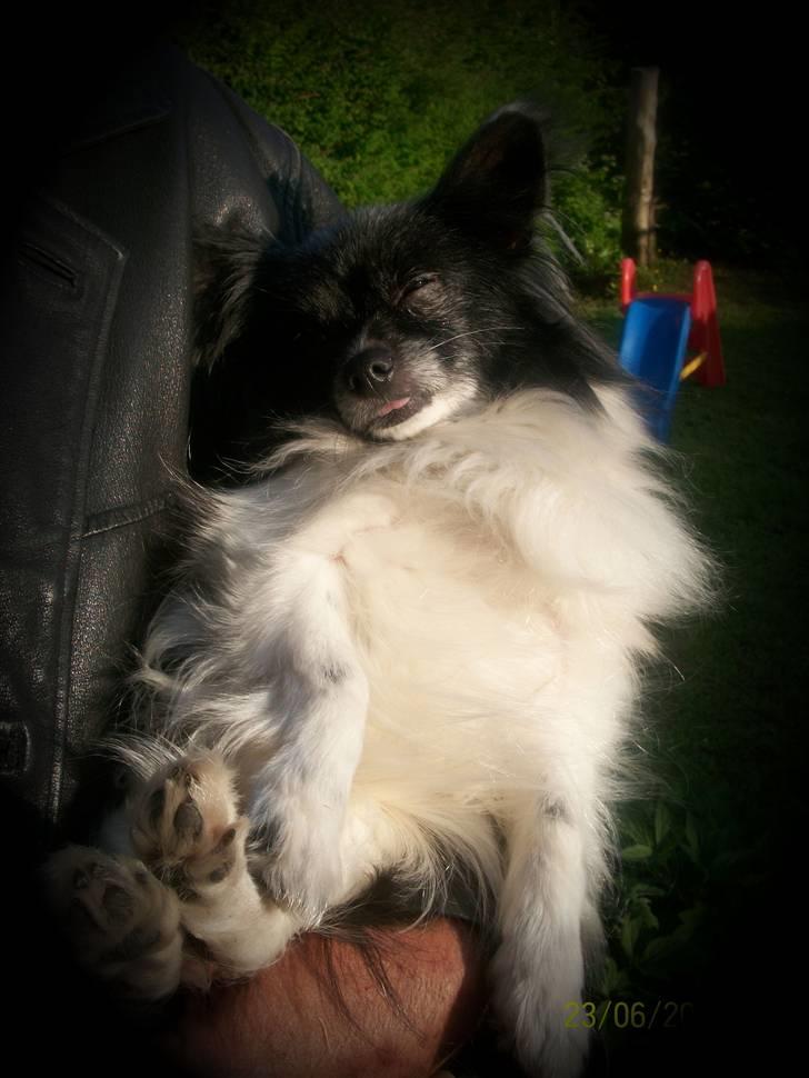 Papillon Fleur - <3 velkommen (: billede 1