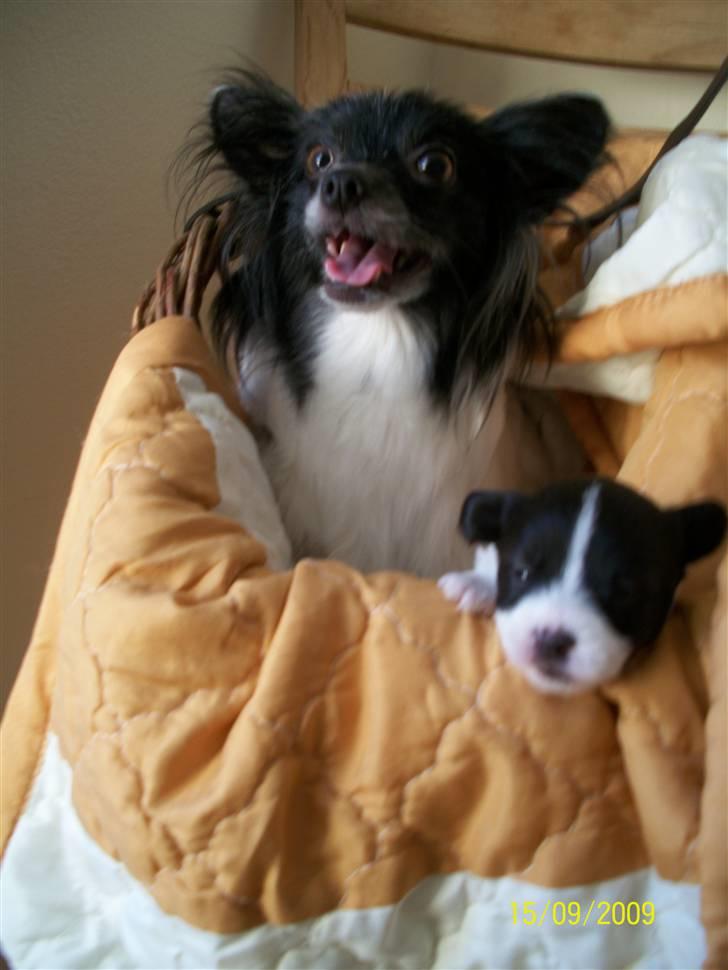 Papillon Fleur - "æblet falder ikk langt fra stammen" <3 billede 2