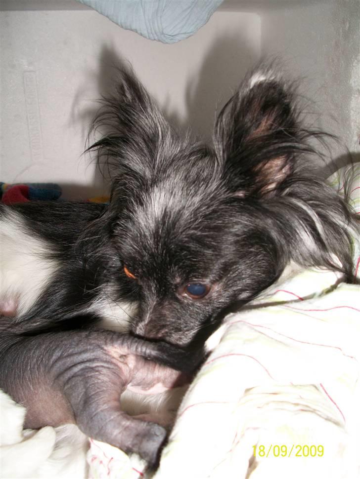 Papillon Fleur - Min moushepigen <3<3<3<3 :´) billede 3