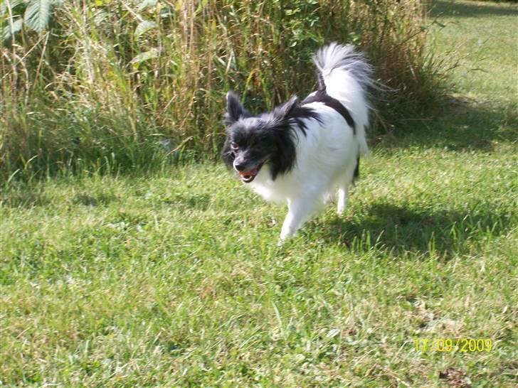 Papillon Fleur - <3 billede 4