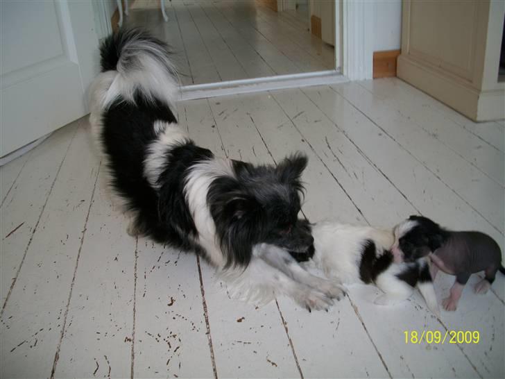 Papillon Fleur - arrrggghh.. det er hårdt at være mor ;) billede 5