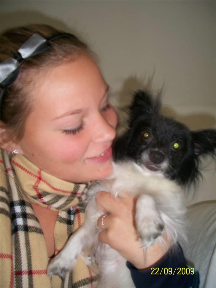 Papillon Fleur - :) mig og fleur billede 6