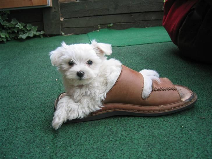 Malteser Bonnie (Himmelhund) - Bonnie i en sko billede 1