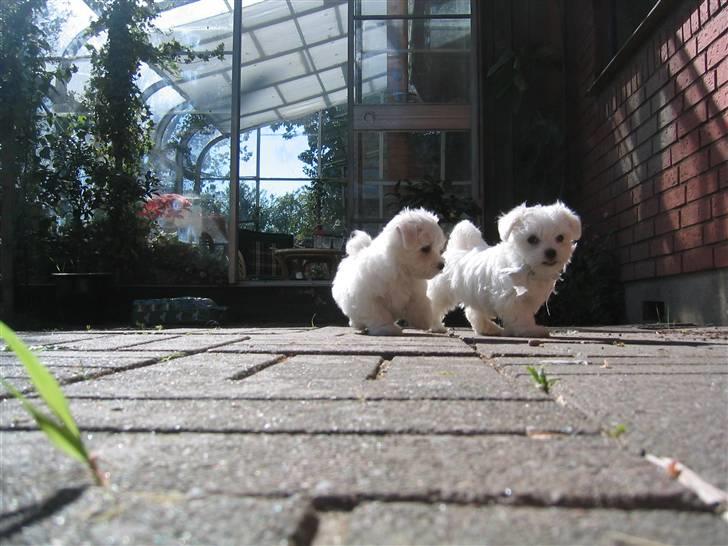 Malteser Bonnie (Himmelhund) - Bonnie og Sissi på eventyr billede 2