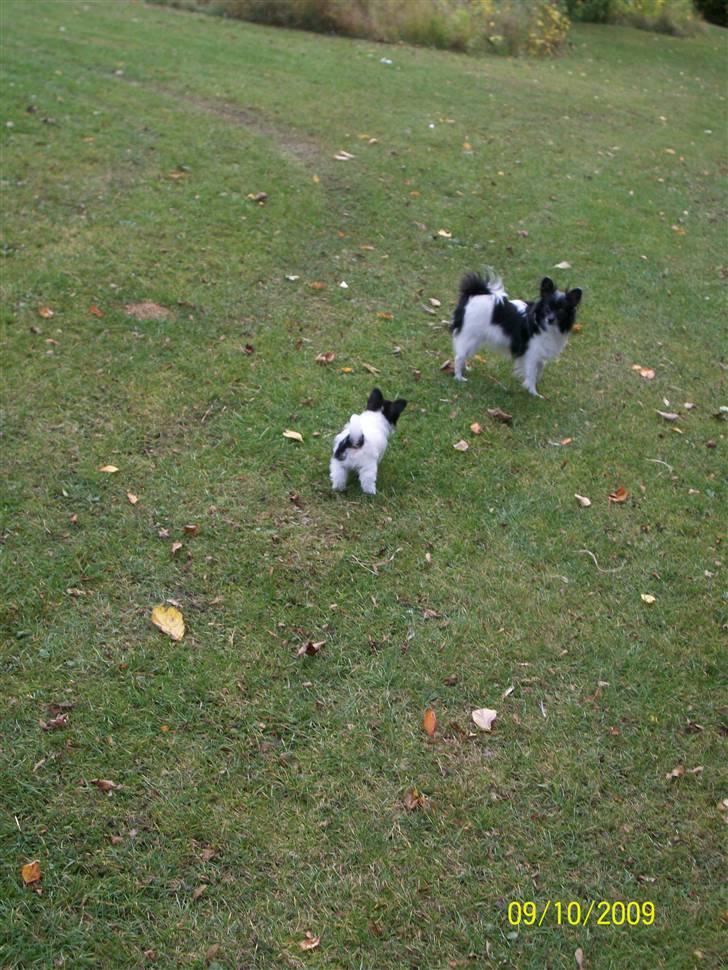 Papillon Fleur - Fleur , og lille Valby (: billede 7