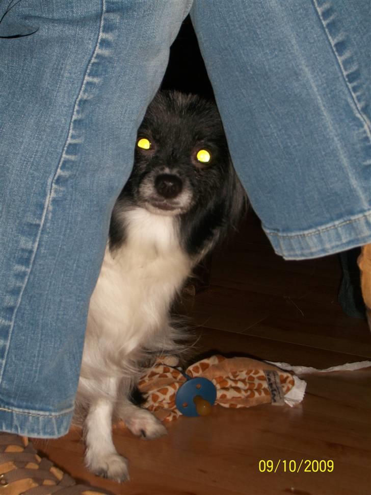 Papillon Fleur - Kuk kuk ? (; billede 8