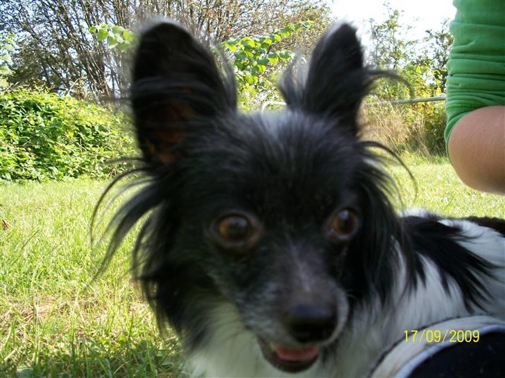 Papillon Fleur - ... ude at gå (: billede 9