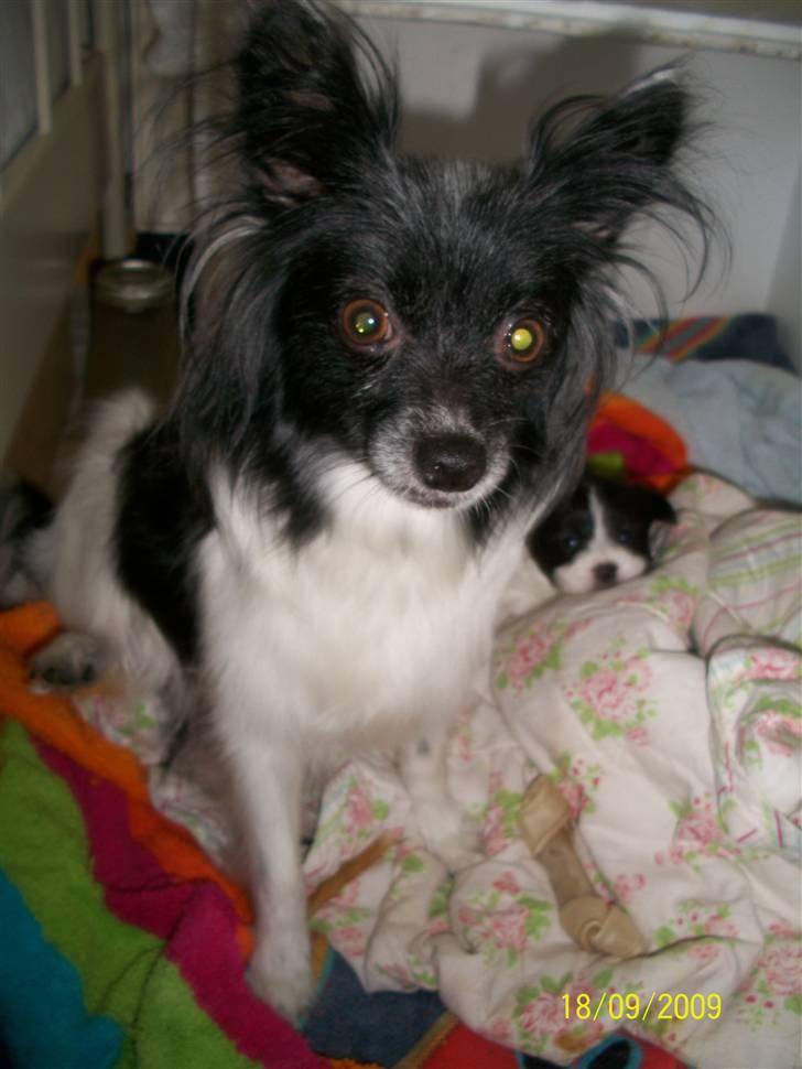 Papillon Fleur - man er vist ved a blive grå håret ?! (; billede 10