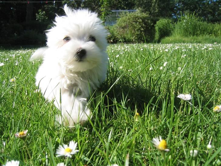 Malteser Sissi (Himmelhund) - Sissi udforsker verden billede 3