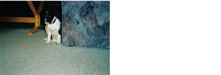 Blanding af racer nuser billede 10