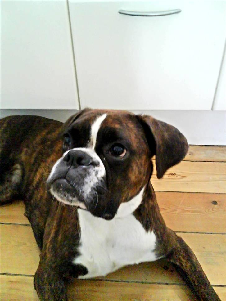 Boxer Shila  billede 1